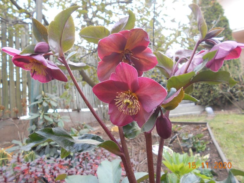  - 1Azalee-rhododendroni-heleborusi-hortensii-hoste 2020