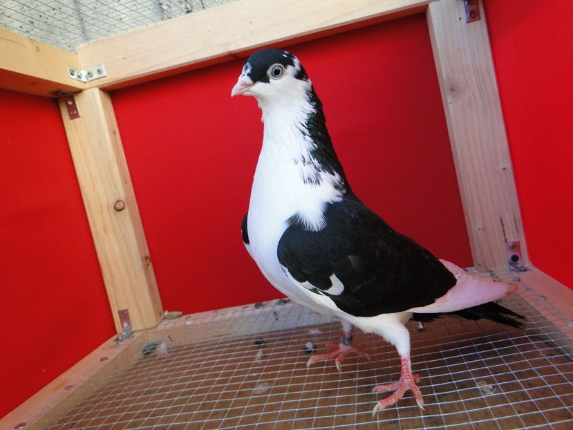 F 2020_1574 - arhiva_porumbei dragi mie