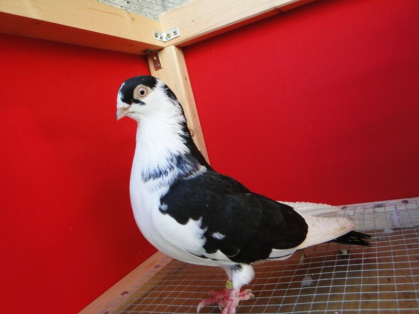 M 2017_1165 - arhiva_porumbei dragi mie