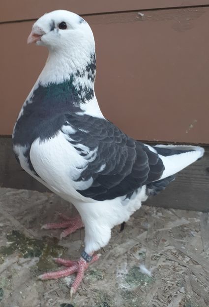  - Agh vanduti 2019-2020-2021-2022-2024 2025