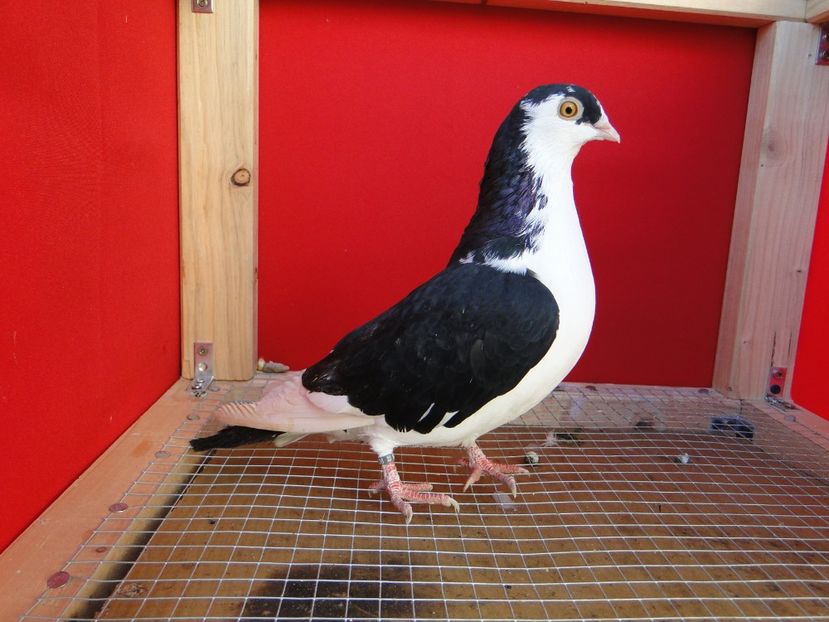 M 2020_08936 - porumbei care mi-au apartinut