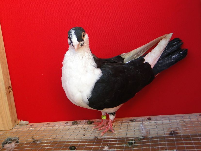  - arhiva_porumbei dragi mie