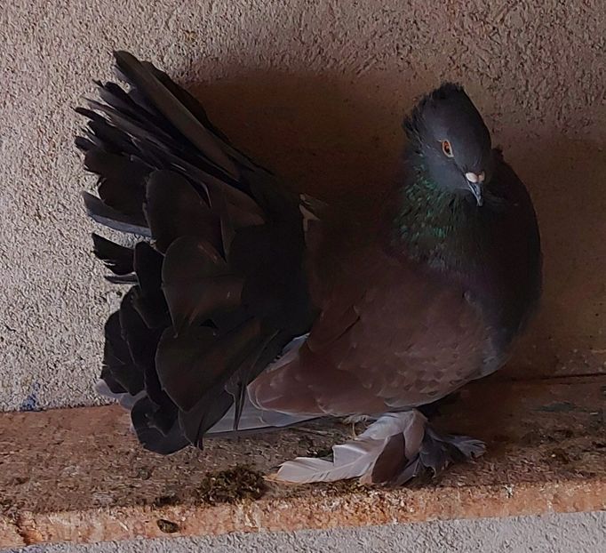  - Voltati indieni matca 2021