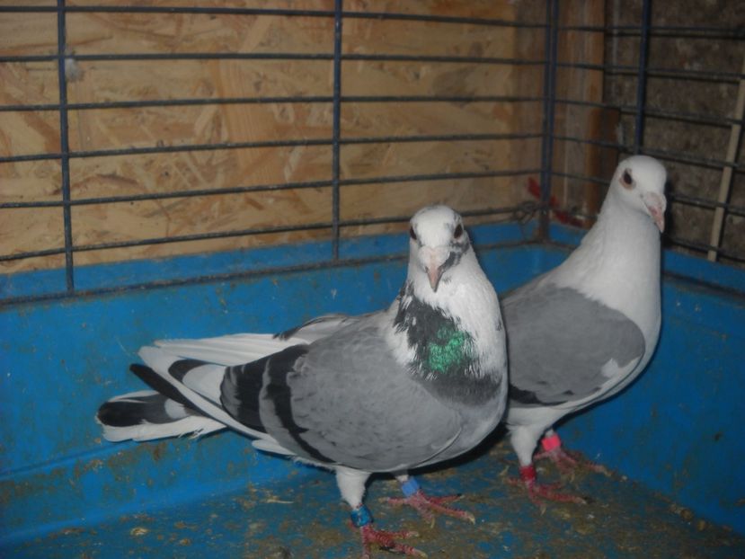  - UNDEVA IN SUCEAVA arhiva