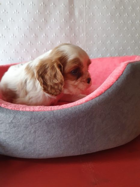 IMG-20201006-WA0013 - CAVALIER KING CHARLES-SPANIEL