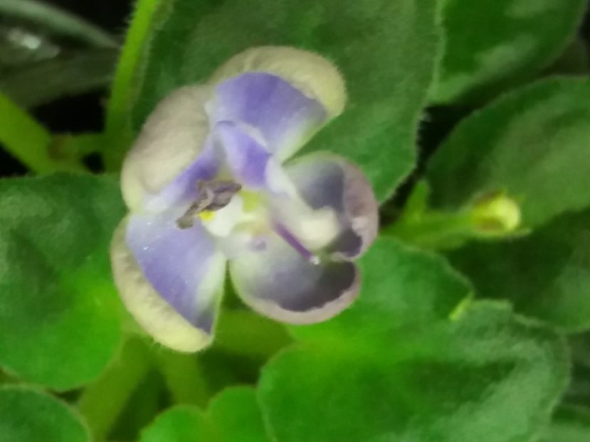  - Mac s Momentarry Meldtown