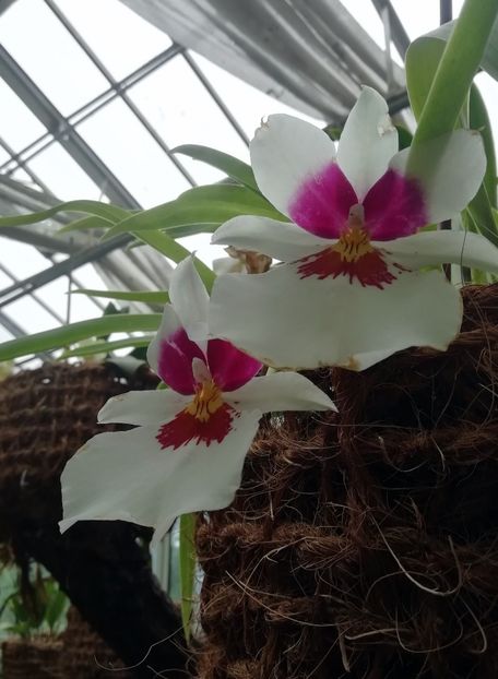  - 2020 Gradina botanica Jibou