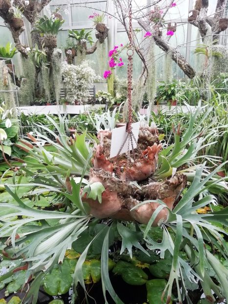  - 2020 Gradina botanica Jibou