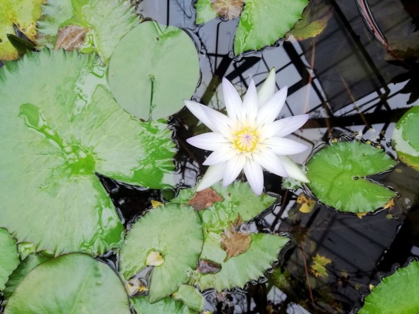  - 2020 Gradina botanica Jibou