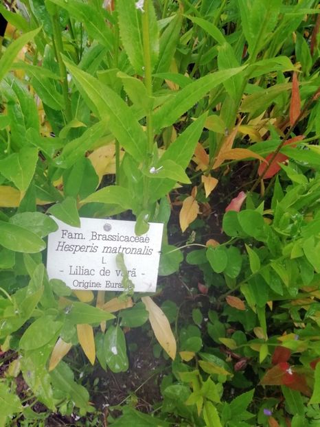  - 2020 Gradina botanica Jibou