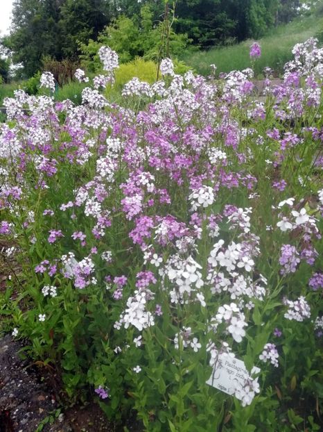  - 2020 Gradina botanica Jibou