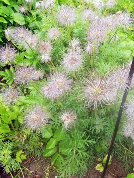  - 2020 Gradina botanica Jibou