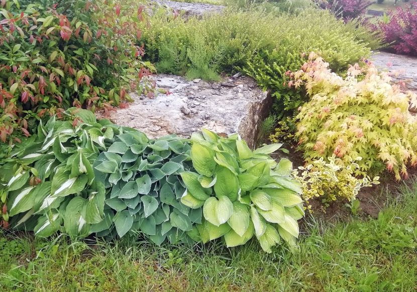  - 2020 Gradina botanica Jibou