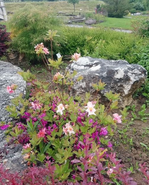  - 2020 Gradina botanica Jibou