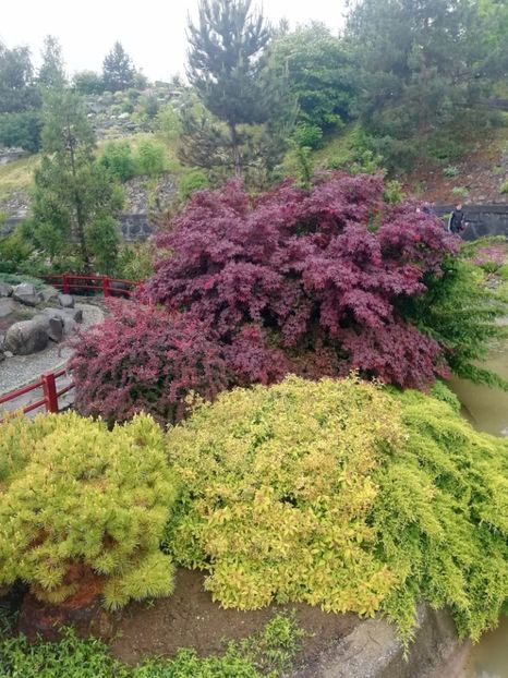  - 2020 Gradina botanica Jibou