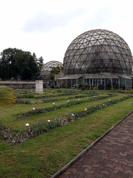 IMG-20200531-WA0002 - 2020 Gradina botanica Jibou