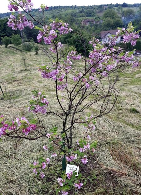 IMG-20200531-WA0009 - 2020 Gradina botanica Jibou
