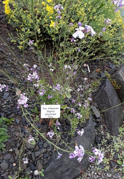 IMG-20200531-WA0010 - 2020 Gradina botanica Jibou