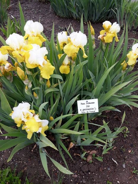 IMG-20200531-WA0011 - 2020 Gradina botanica Jibou