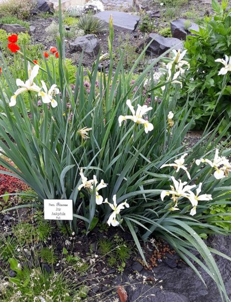 IMG-20200531-WA0013 - 2020 Gradina botanica Jibou