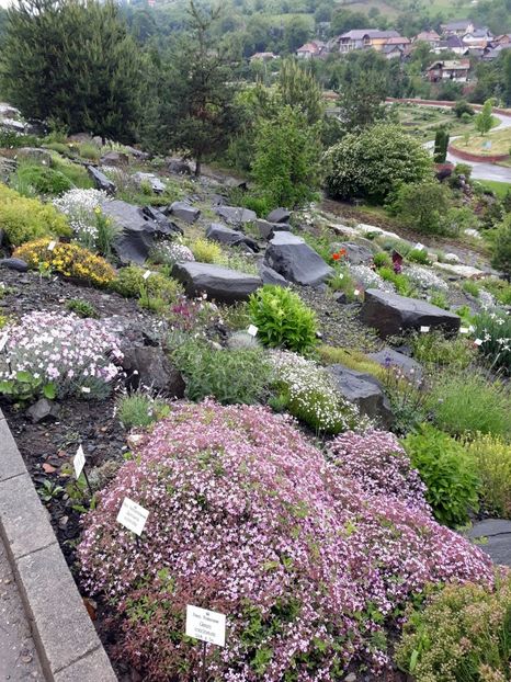 IMG-20200531-WA0014 - 2020 Gradina botanica Jibou