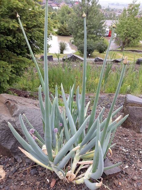 IMG-20200531-WA0015 - 2020 Gradina botanica Jibou