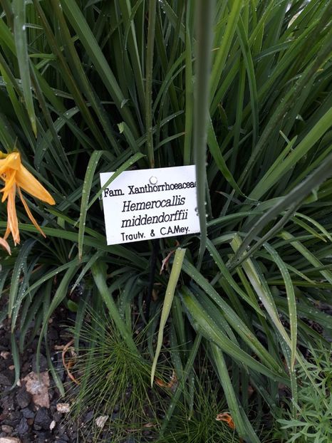 IMG-20200531-WA0016 - 2020 Gradina botanica Jibou