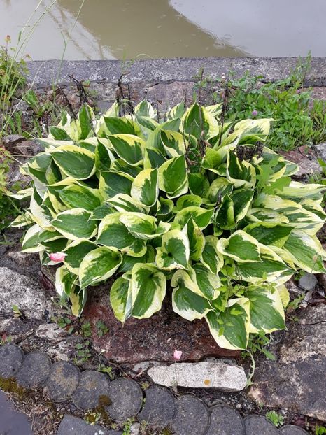 IMG-20200531-WA0018 - 2020 Gradina botanica Jibou