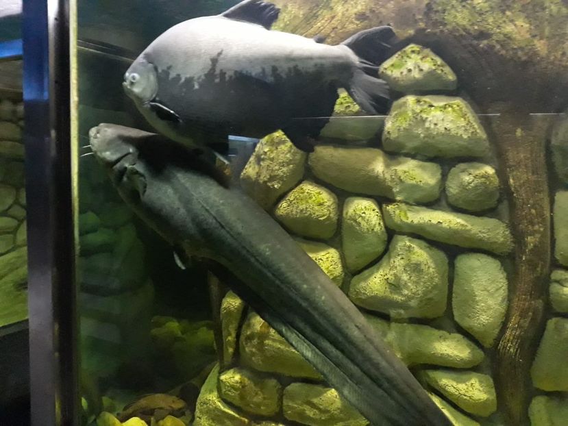 IMG-20200531-WA0020 - 2020 Gradina botanica Jibou