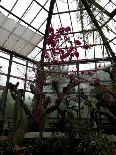 IMG-20200531-WA0023 - 2020 Gradina botanica Jibou