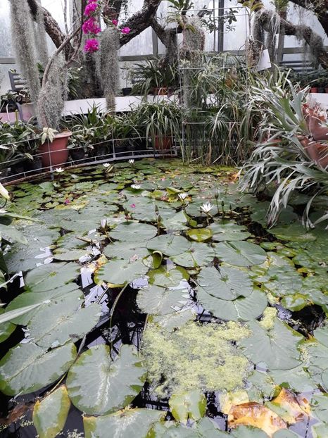 IMG-20200531-WA0024 - 2020 Gradina botanica Jibou