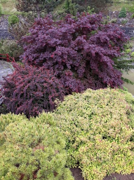 IMG-20200531-WA0025 - 2020 Gradina botanica Jibou