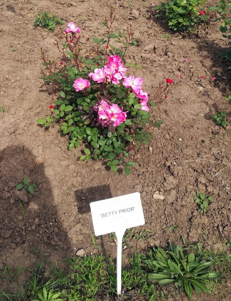  - 2020 Gradina botanica Iasi