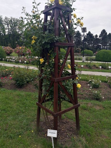  - 2020 Gradina botanica Iasi