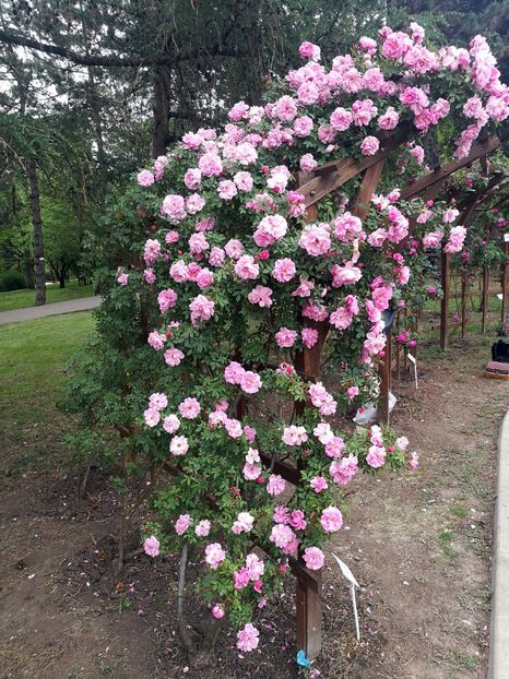  - 2020 Gradina botanica Iasi