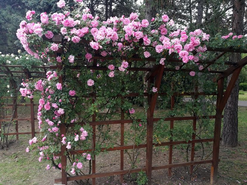  - 2020 Gradina botanica Iasi