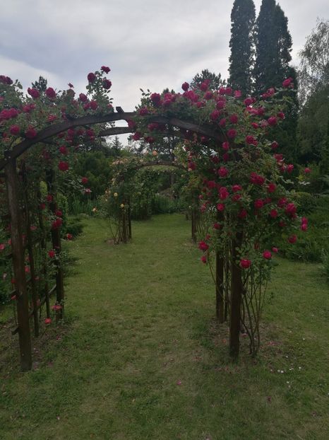  - 2020 Gradina botanica Iasi