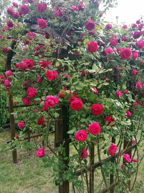  - 2020 Gradina botanica Iasi