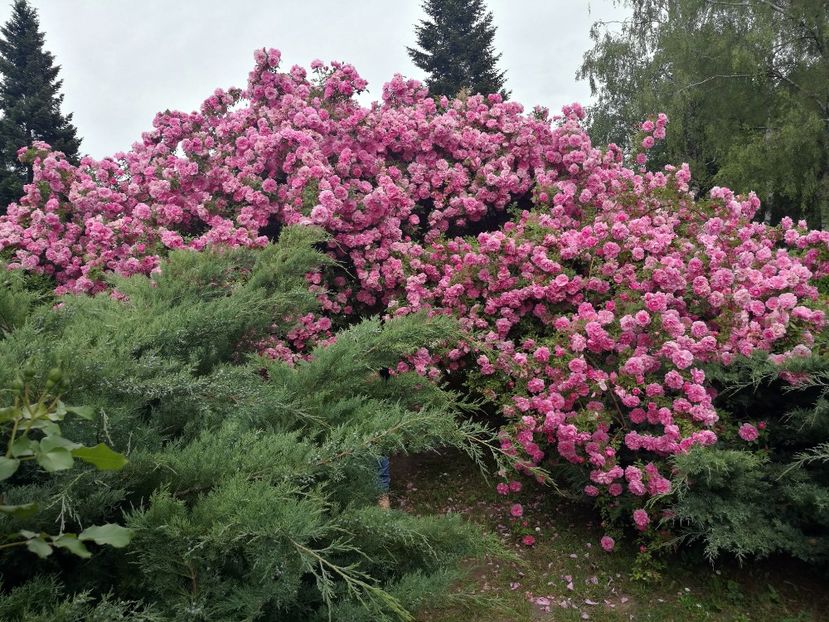  - 2020 Gradina botanica Iasi