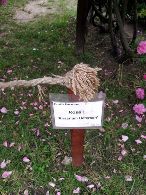  - 2020 Gradina botanica Iasi