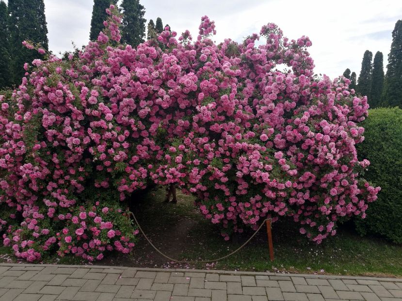  - 2020 Gradina botanica Iasi