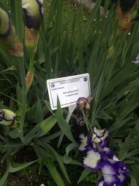  - 2020 Gradina botanica Iasi