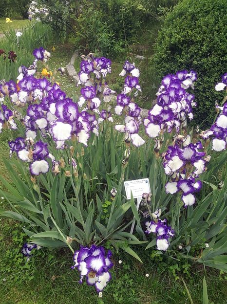  - 2020 Gradina botanica Iasi