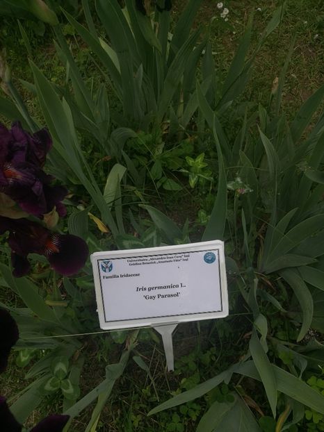  - 2020 Gradina botanica Iasi