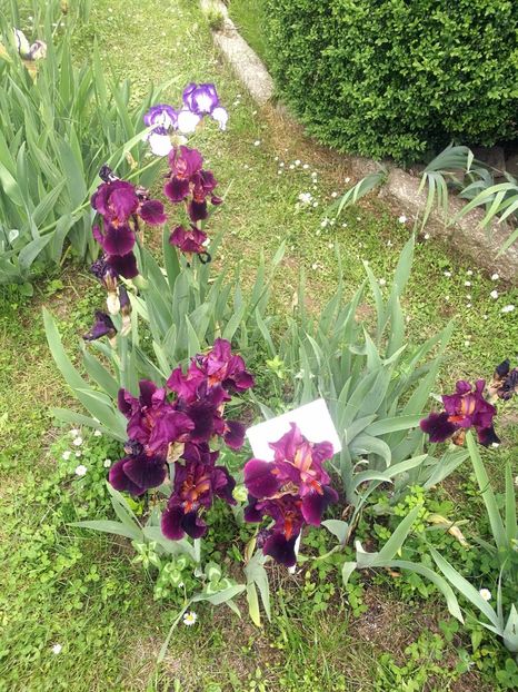  - 2020 Gradina botanica Iasi