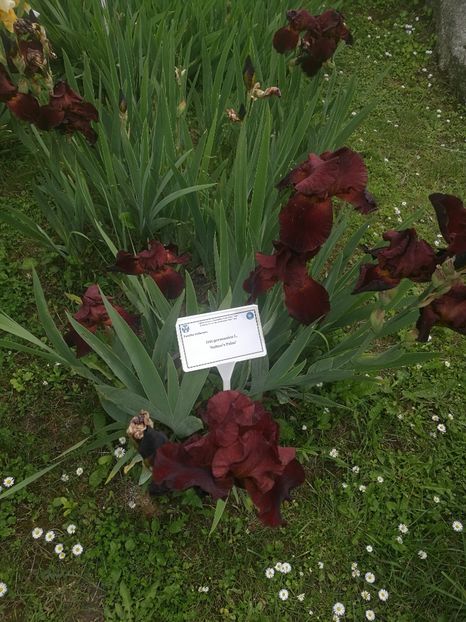  - 2020 Gradina botanica Iasi