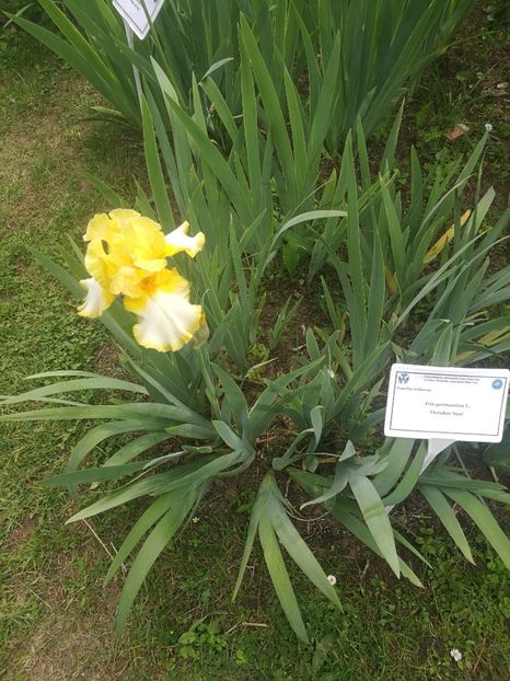  - 2020 Gradina botanica Iasi