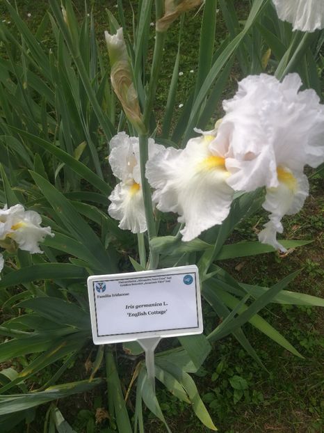  - 2020 Gradina botanica Iasi