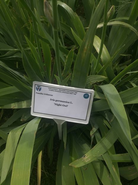  - 2020 Gradina botanica Iasi