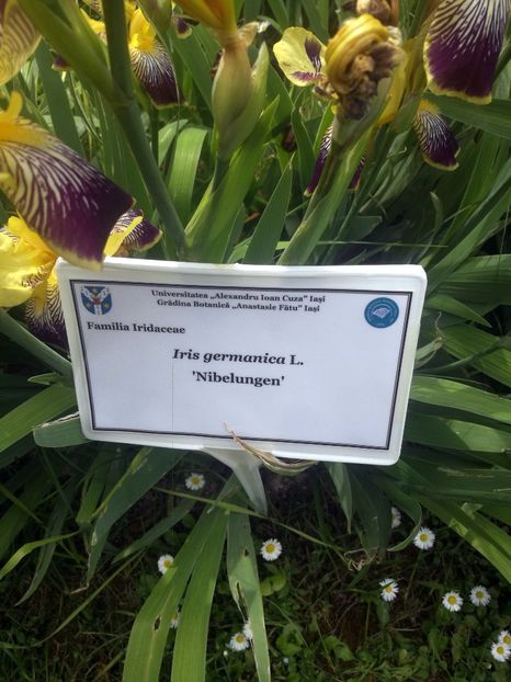  - 2020 Gradina botanica Iasi